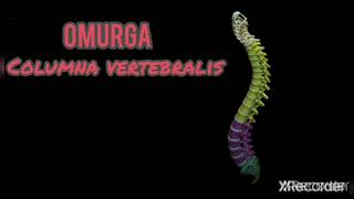 Anatomi konu anlatımı/ omurga anatomisi 1 bölüm
