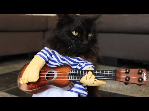 Guns N Roses | Sweet Child O' Mine | Cats Parody