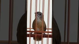 Download lagu Wambi Mini Gacor Mantap mp3 Download lagu Wambi Mini Gacor Mantap mp3