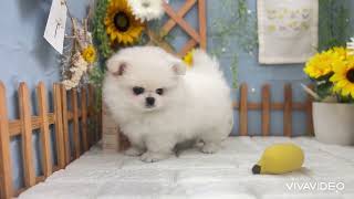 ハーフ犬の動画01