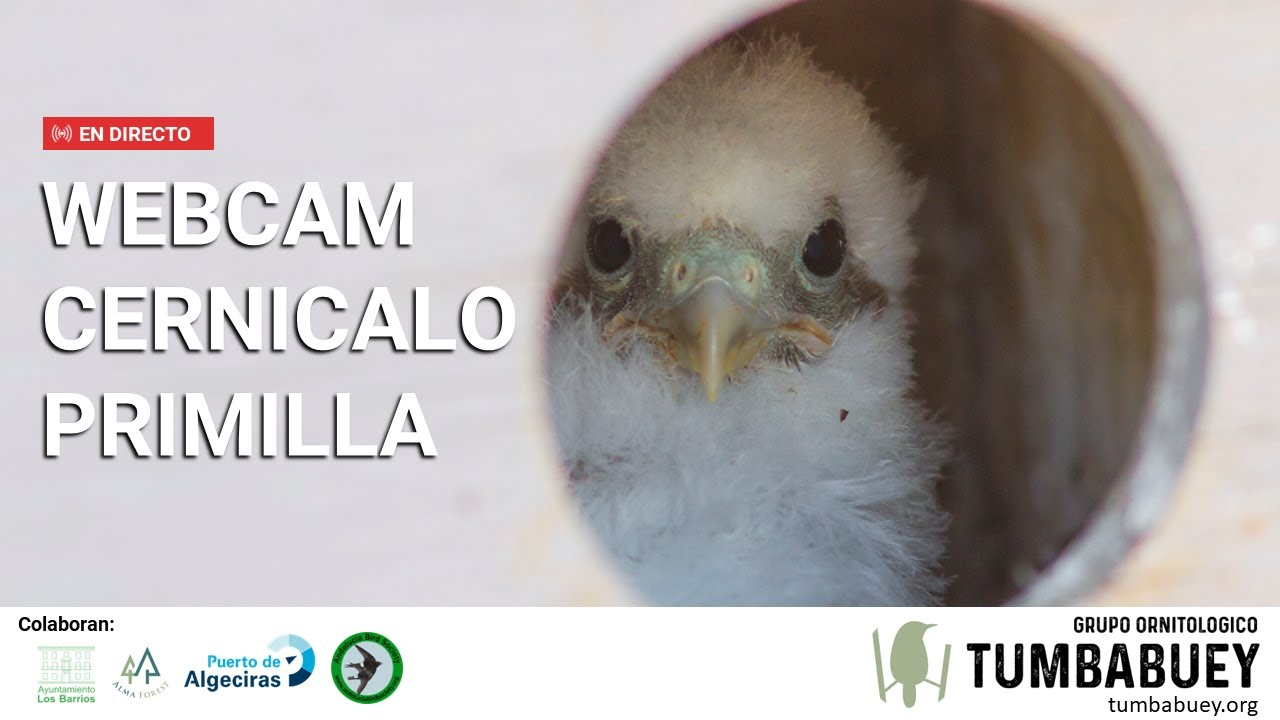 Live webcam view of Caja Nido de Cernícalo Primilla