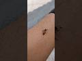 Abejas me pican #abejas #abeja #insectos #insecto #insectosybichos #insect #insects #venenosa #bee