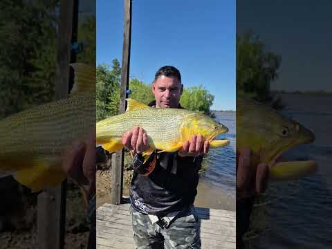 Pesca de Dorados en el Camping Piel Morena Entre Ríos Ibicuy