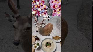 〖奈良vlog〗初夏に巡る🌻鹿と紫陽花と三輪そうめんと