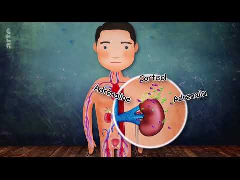 Xenius "Die Nieren - Unser Klärwerk" arte