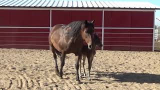 Day 2 & 3 for Archer's Filly