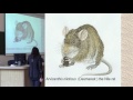 Fleas Rats And Other Stories The Palaeoecology Of The Black Death