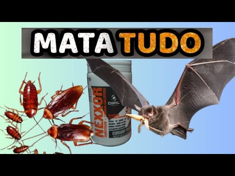 como matar morcegos ratos e bichos pesonhentos