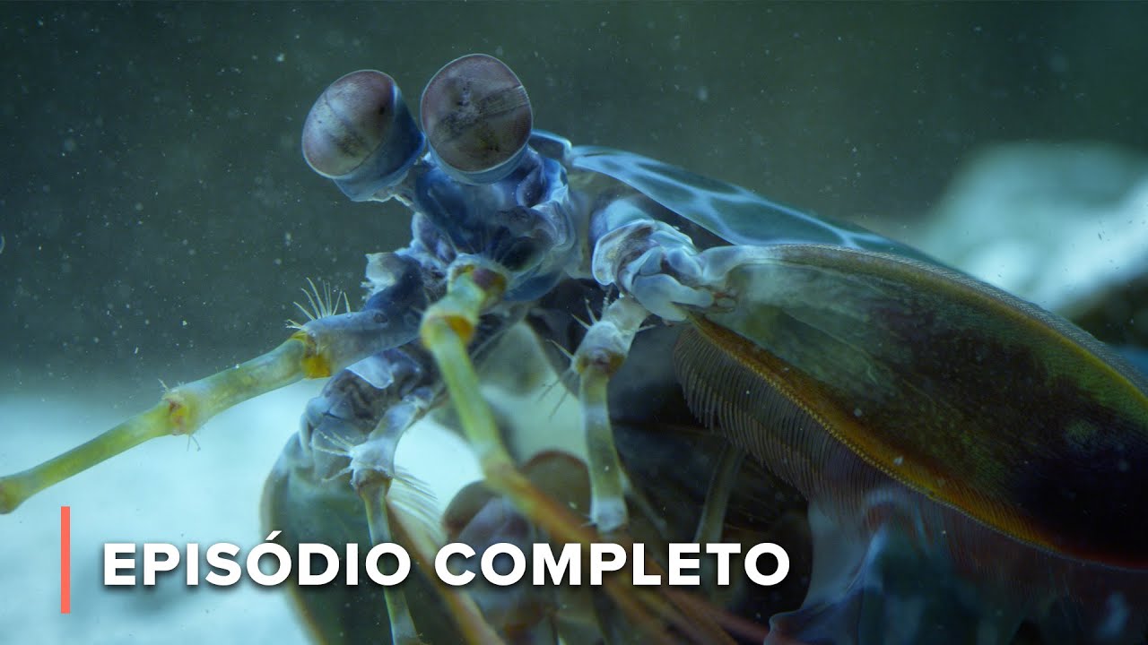 Camarão louva-a-deus arranca o braço de um caranguejo | Australianos Mortais 104
