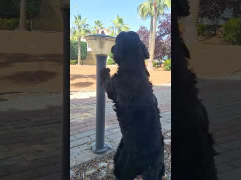 trying to reach the stone #shorts #shortsviral #shortvideos #dog #cockerspaniel