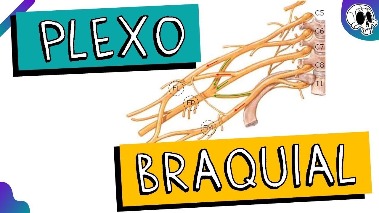 Plexo Braquial