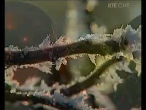 The Angelus on RTÉ