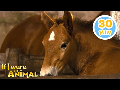 If I were a Farm Animal | Chicky's Playhouse | Kids Cartoons Collection