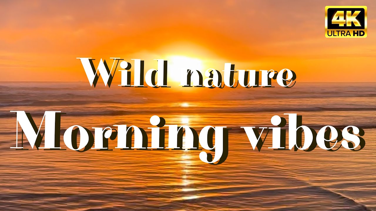 BEAUTIFUL NATURE / MORNING MUSIC VIBES