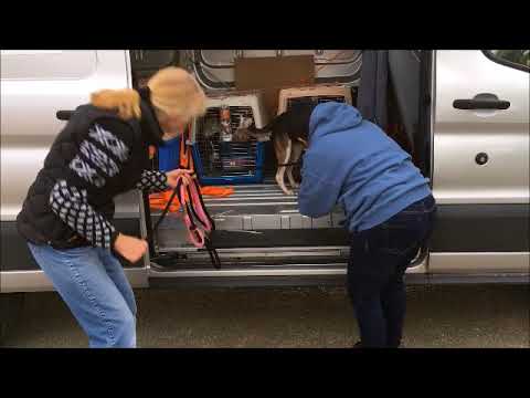 The Soi dogs from Thailand are here!!!