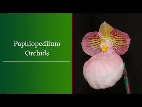 How to Grow Paphiopedilum Orchids - The Slipper Orchids - Basic Care and Varieties