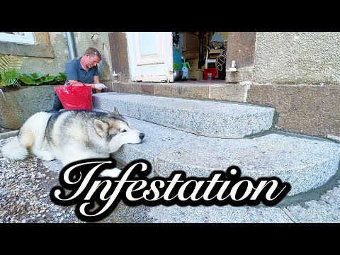 WE'RE INFESTED! - Chateau Life 🏰 EP 202