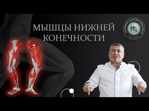 Мышцы нижней конечности / Muscles of the lower extremity