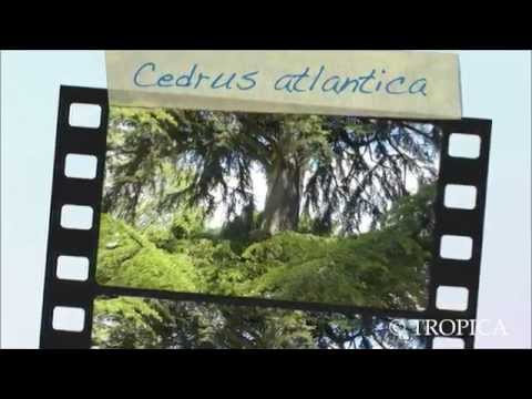 13108 Nordafrikanische Atlaszeder