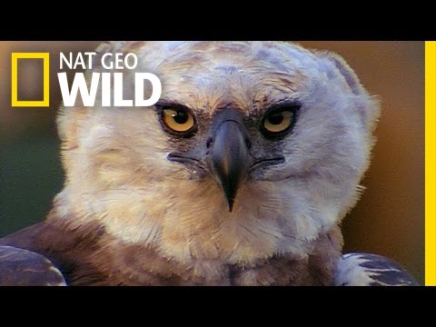 image-Is harpy eagle still alive?