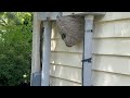 Bald-Faced Hornets Nest Attached to the Gas Meter in Pennington, NJ