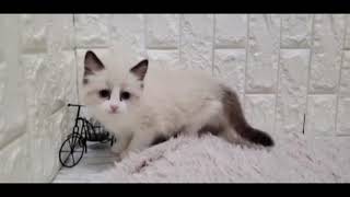 ラグドールの動画01