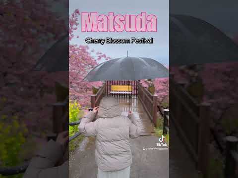 Matsuda’s Cherry Blossom Festival 2024 Kanagawa Prefecture in the town of Matsuda🌸
