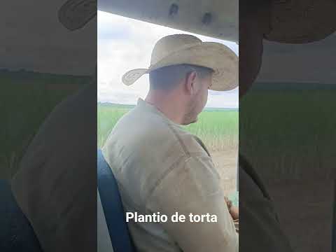 Plantio de torta Nova Andradina MS