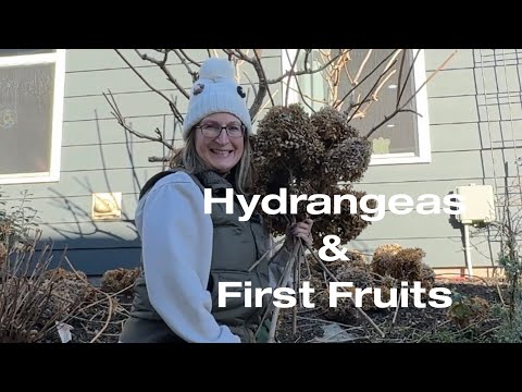 How to Prune a Limelight Standard Hydrangea / Plus the First Fruits of Giving