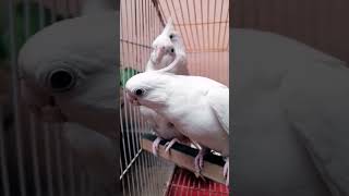 Download lagu Cute Albion male and female cockatiels singing #viral #cutebirds #youtubeshorts #bird lover #shorts mp3