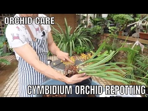 Rinvaso completo dell'orchidea Cymbidium. Guida passo passo