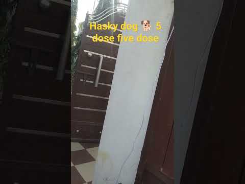 hasky dogs 🐕 5d five