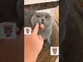How To Calm An Angry Cat