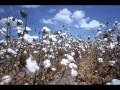 Cotton Fields Creedence Clearwater ...