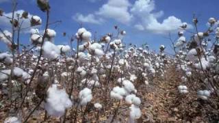 Cotton Fields Creedence Clearwater Revival+Lyrics&amp;Song History