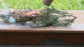 Gas Torch vs Conifer leaves