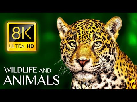 Plannet Animals 8K ULTRA HD - Wild Animals of Rainforest With Calming Music