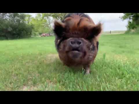 Happy Pig Snort Asmr