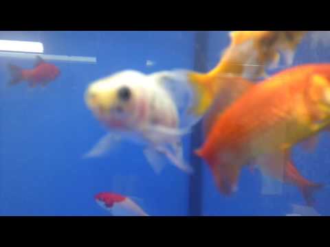 Tropical fish store build, Thursday & the first fish arive
