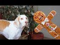 Dogs vs Evil Gingerbread Man Prank: Funny Dogs Maymo & Potpie