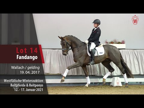 Winterauktion Reitpferde & Reitponys Lot 14 Fandango Wallach v. Franziskus - Ehrenstolz
