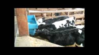 preview picture of video 'Feeding new born calves on a New Zealand dairy farm'