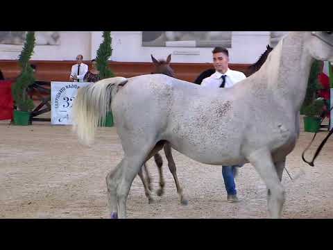 N.96 SHIRAZ BY HARIEL - Italian Nationals 2018 - Futurity Fillies (Class 13)