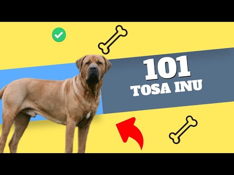"The Tosa Inu - The Baddest Dog Breed You've Never Heard Of!"