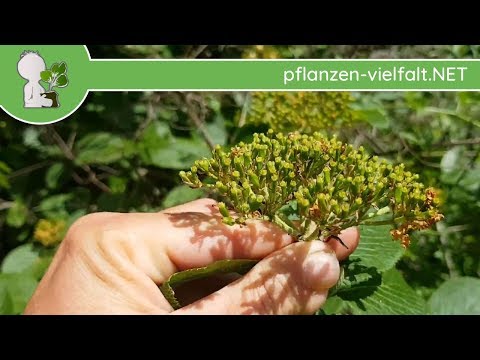 Wolliger Schneeball - kurz nach Blüte - 27.04.18 (Viburnum lantana) - heimische Bäume bestimmen