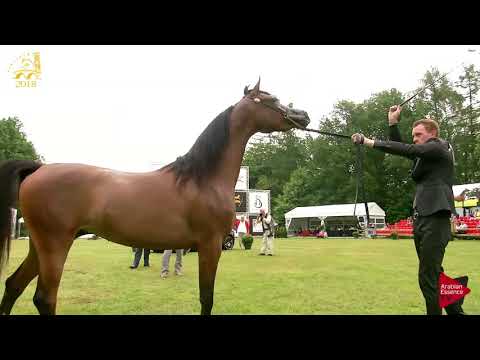 N.140 SADAN AH - Bruges 2018 Int B - 2 Years Old Fillies (Class 105)