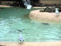 PENGUIN ATTACKS SEAGULL LONDON ZOO