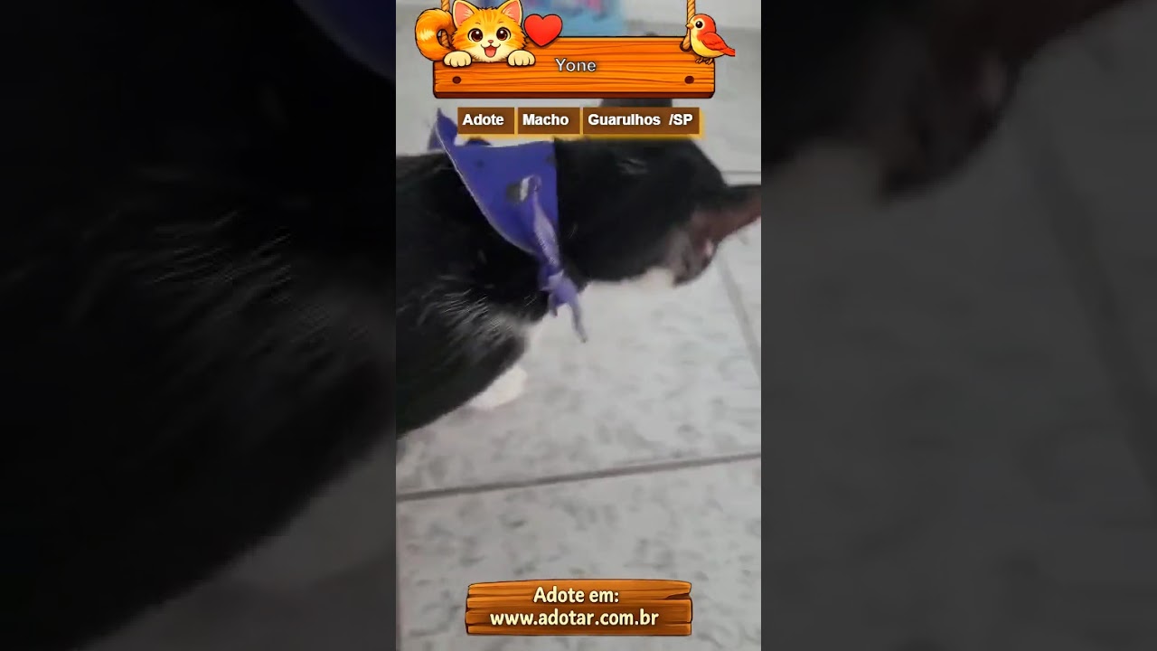 Gato raça SRD-ViraLata idade 4 anos nome Yone