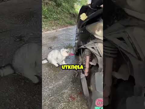 Kotka z magnesem! 🐱