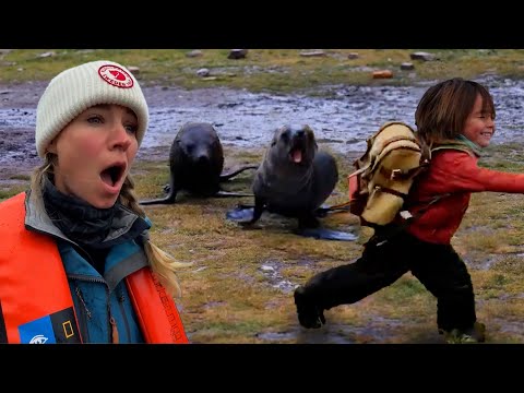 Fur Seals Chase After our Child! Part 2 of 3 - Travel to Antarctica with Young Kids